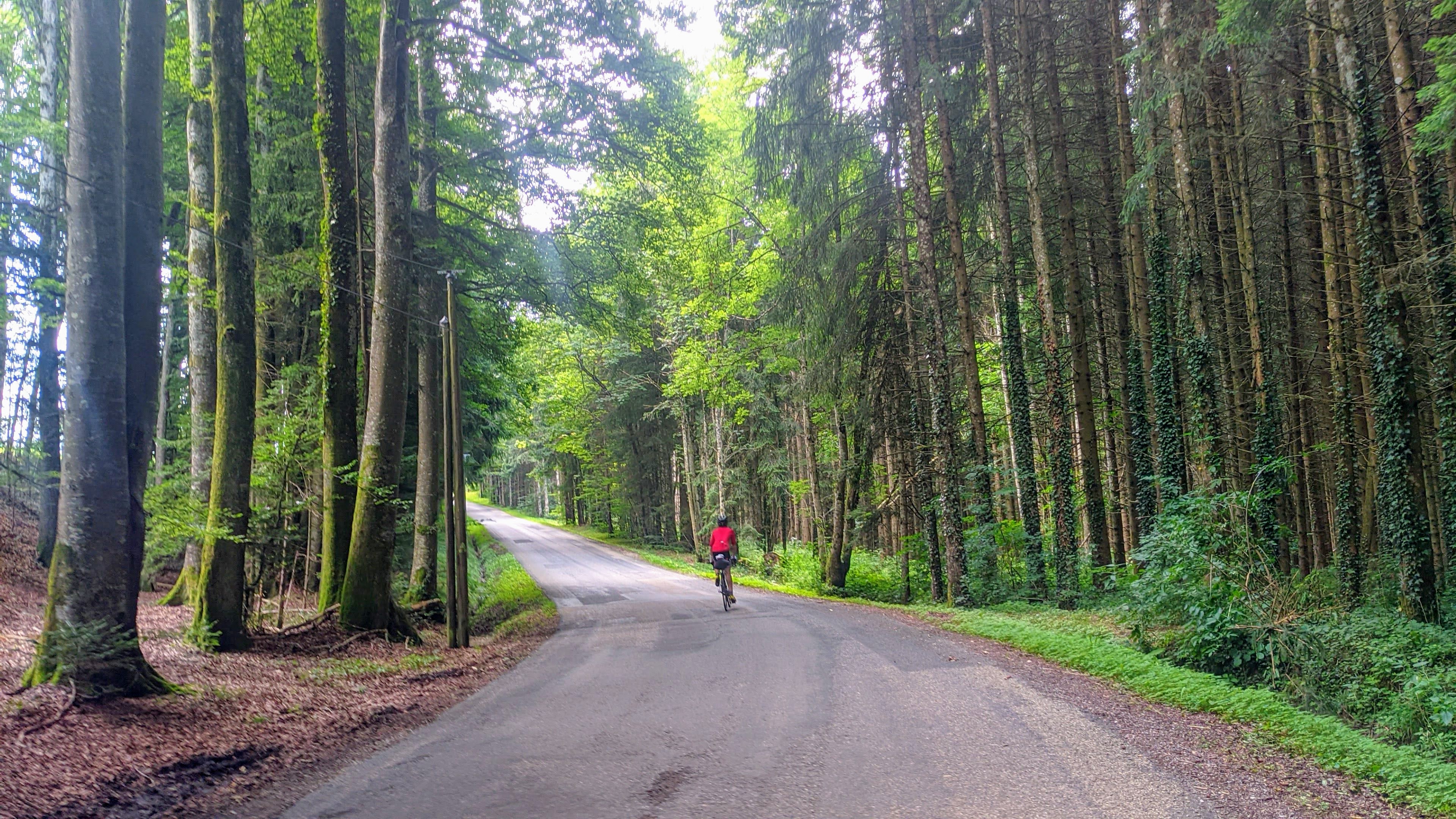 Into a forrest climb