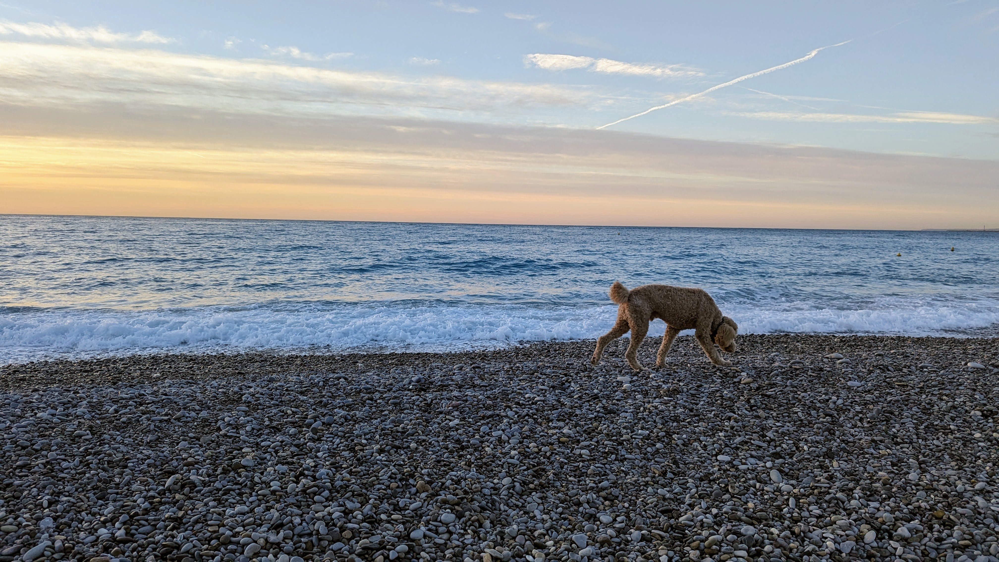 Promenade du matin avec un chien