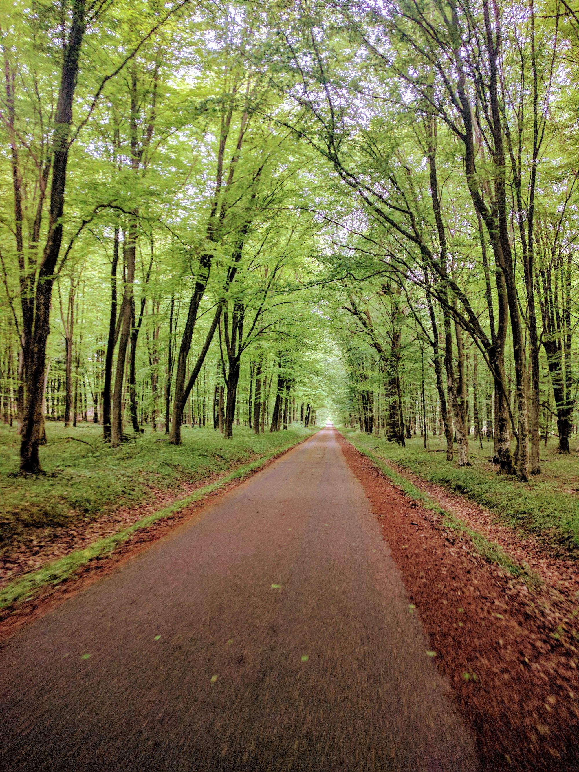 Road cycling in the forest