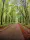 Road cycling in the forest